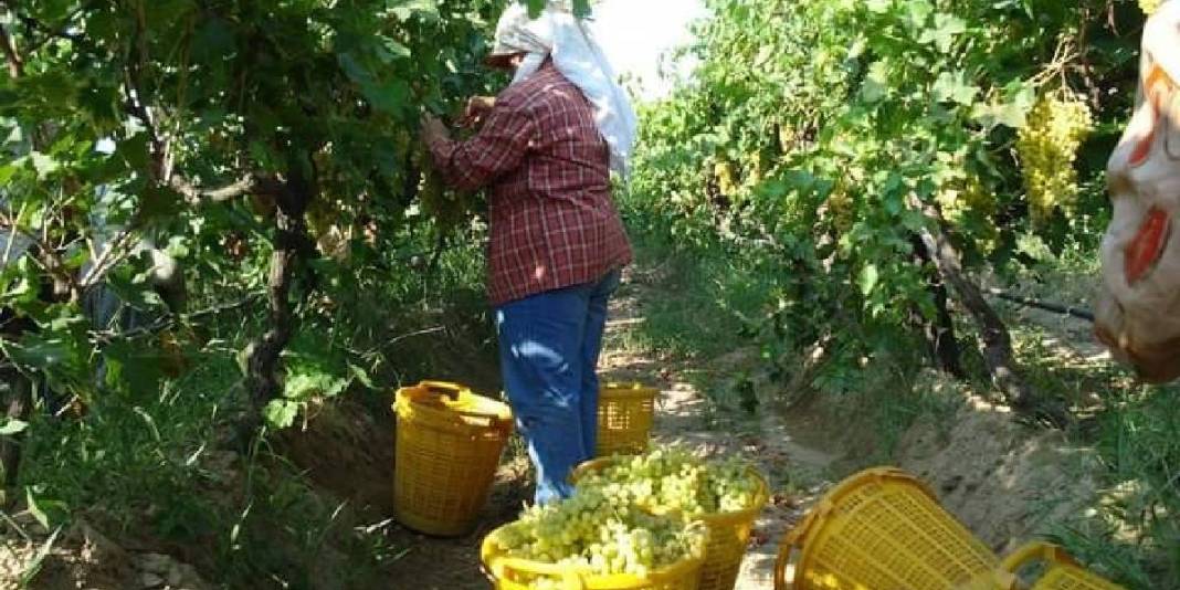 Aralık ayına rağmen hasat sürüyor! Örtü altı üretimde kalite ve verim farkı: Kilosu 35 TL’den cepleri de güldürüyor 4